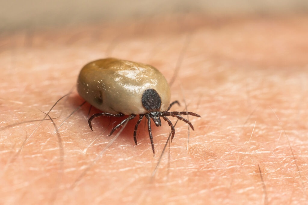 A close-up of a tick on human skin, highlighting its body shape and legs. This image is relevant for discussing tick identification and prevention.